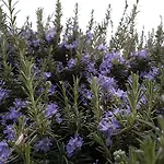 Salvia E Rosmarino - In Liguria Villanova d'Albenga