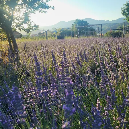 Salvia E Rosmarino - In Liguria Villanova d'Albenga