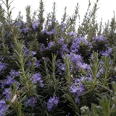 Salvia E Rosmarino - In Liguria Villanova d'Albenga