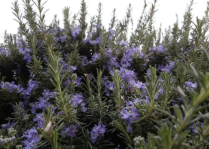 Salvia E Rosmarino - In Liguria Villanova d'Albenga